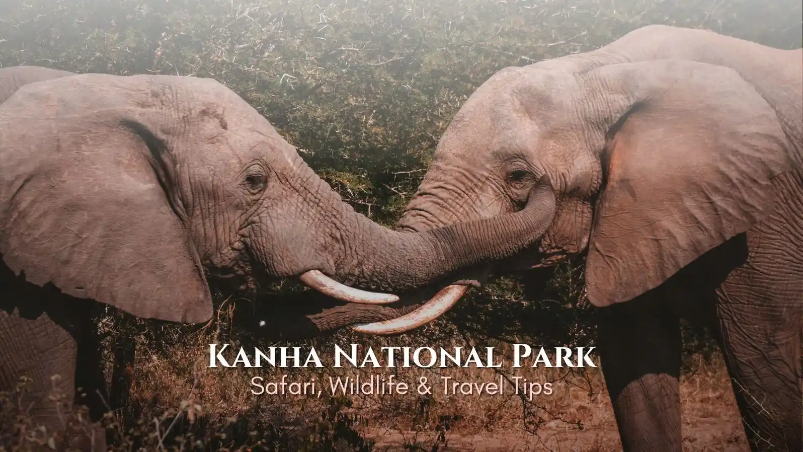 Exploring Kanha National Park Madhya Pradesh India: Safari, Wildlife & Travel Tips
