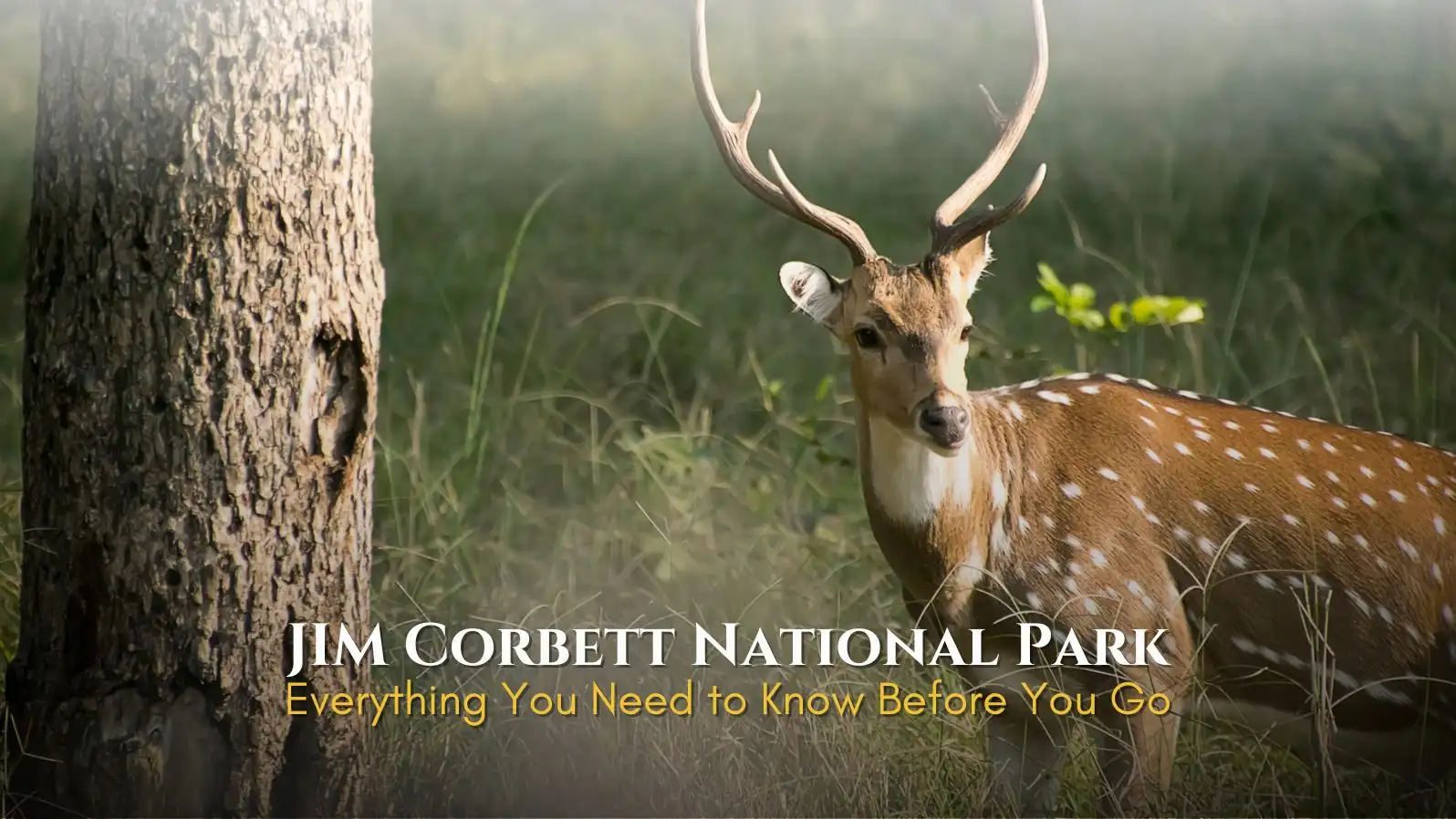 safari at jim corbett national park